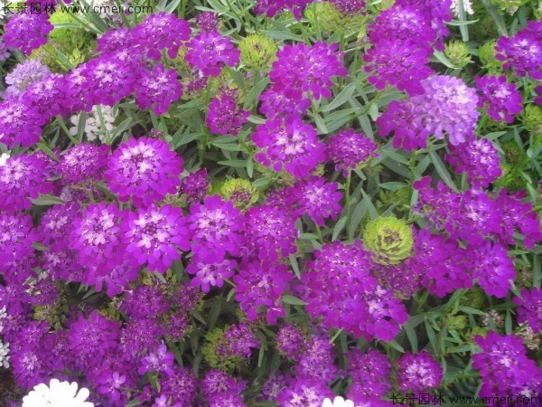 开紫花的草本植物有哪些 江苏长景种业有限公司