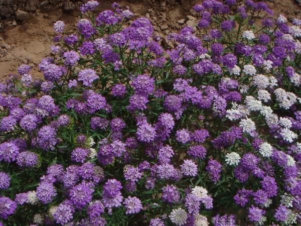 开紫花的草本植物有哪些 江苏长景种业有限公司