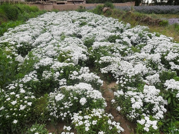 蜂室花花期几月到几月