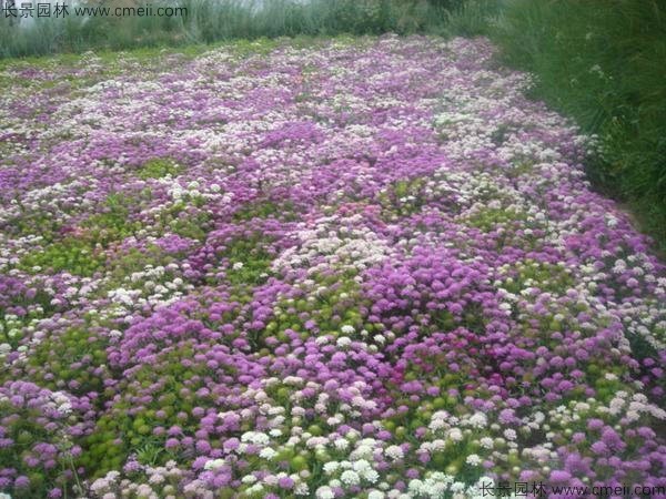 蜂室花常绿植物吗