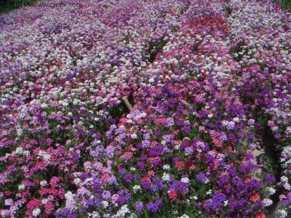 蜂室花花朵是什么颜色的