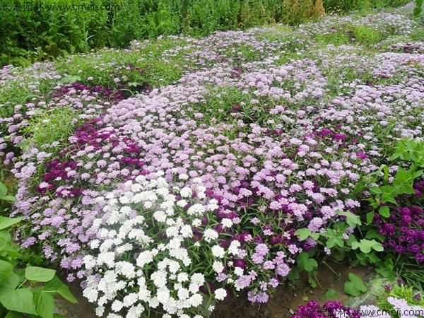 蜂室花花瓣有几种花色