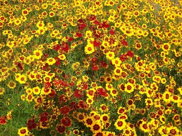 金鸡菊种子发芽出苗开花图片