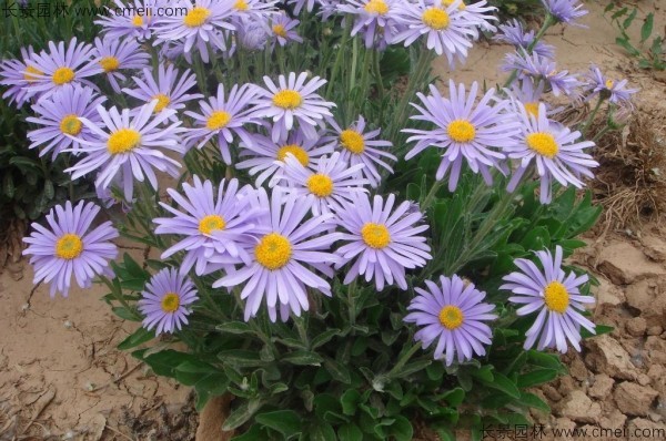 除虫菊种子发芽出苗开花图片