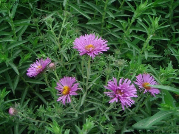 除虫菊种子发芽出苗开花图片