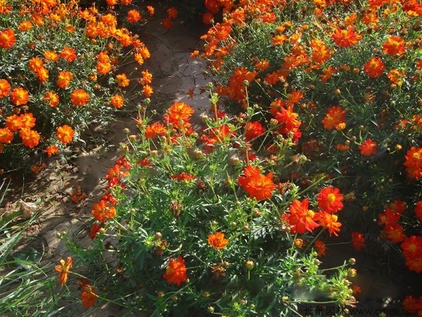 硫化菊种子发芽出苗开花图片