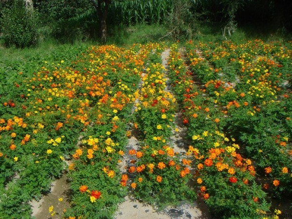 硫化菊种子发芽出苗开花图片