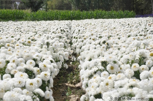 翠菊种子发芽出苗开花图片