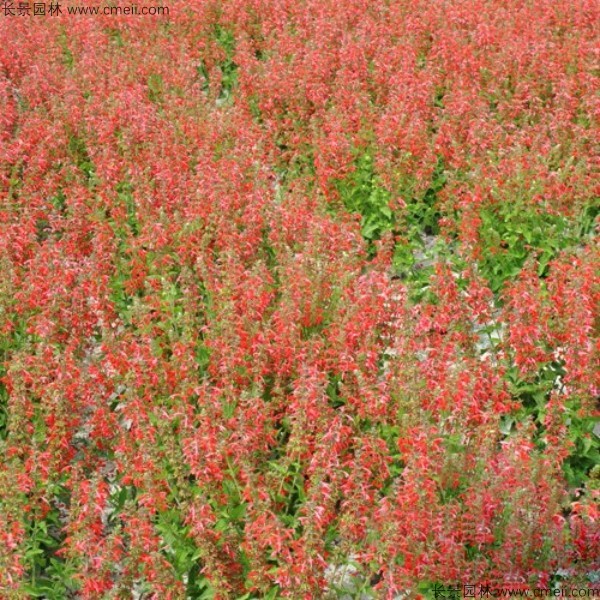 一串红种子发芽出苗开花图片