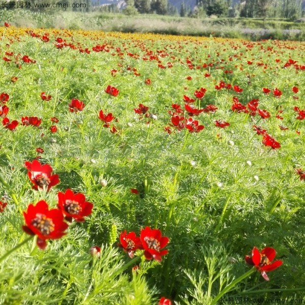 茼蒿菊种子发芽出苗开花图片