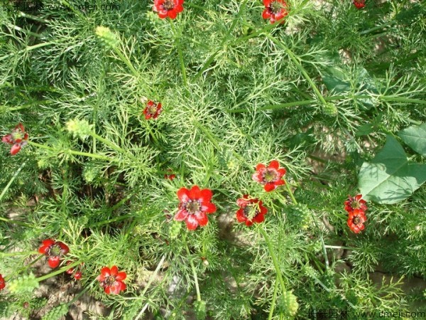 茼蒿菊种子发芽出苗开花图片