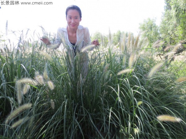 野芒草种子发芽出苗图片