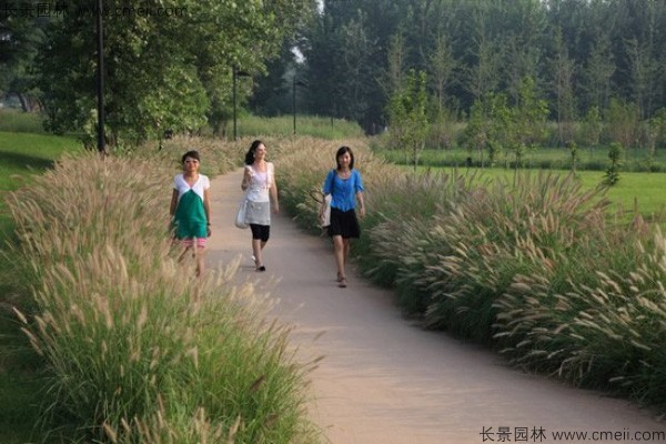 野芒草种子发芽出苗图片