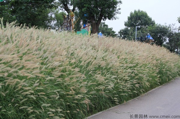 野芒草种子发芽出苗图片