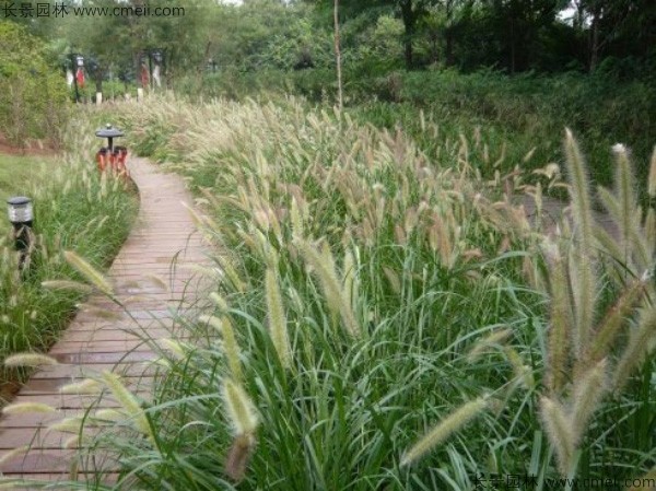 野芒草种子发芽出苗图片