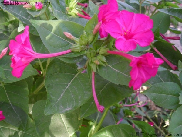 紫茉莉种子发芽出苗开花图片