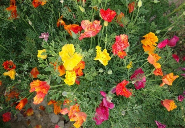 花菱草种子发芽出苗开花图片