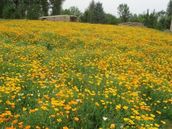 四川适合种植花菱草吗