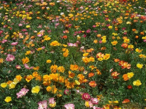 四川适合种植花菱草吗