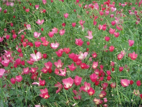 花菱草种子发芽出苗开花图片