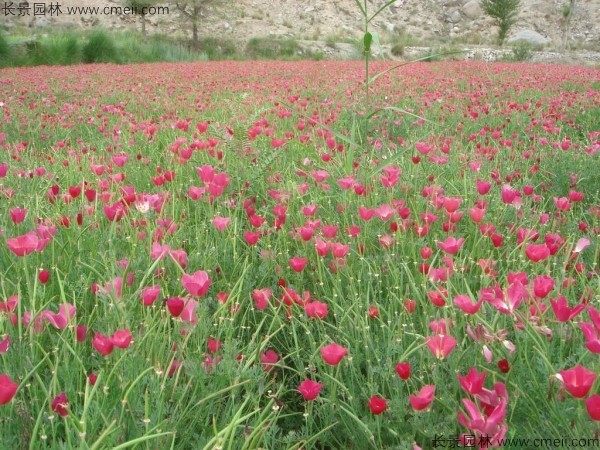 花菱草种子发芽出苗开花图片