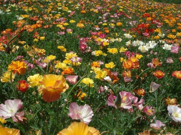 花菱草种子发芽出苗开花图片