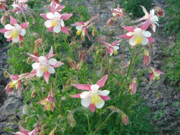 小花耧斗菜种子发芽出苗开花图片