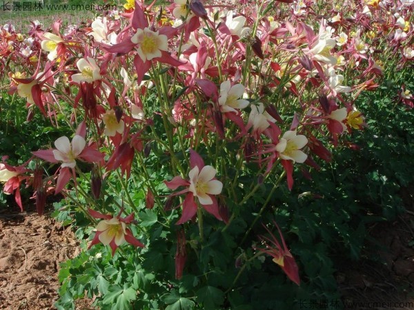 小花耧斗菜种子发芽出苗开花图片