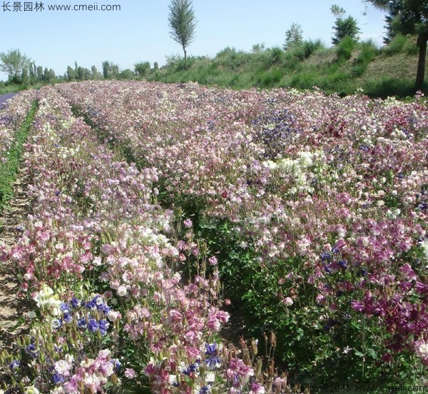 小花耧斗菜种子发芽出苗开花图片