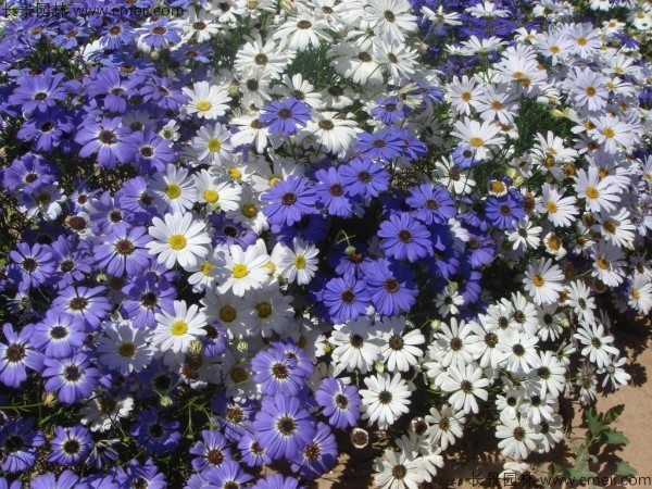 五色菊种子发芽出苗开花图片