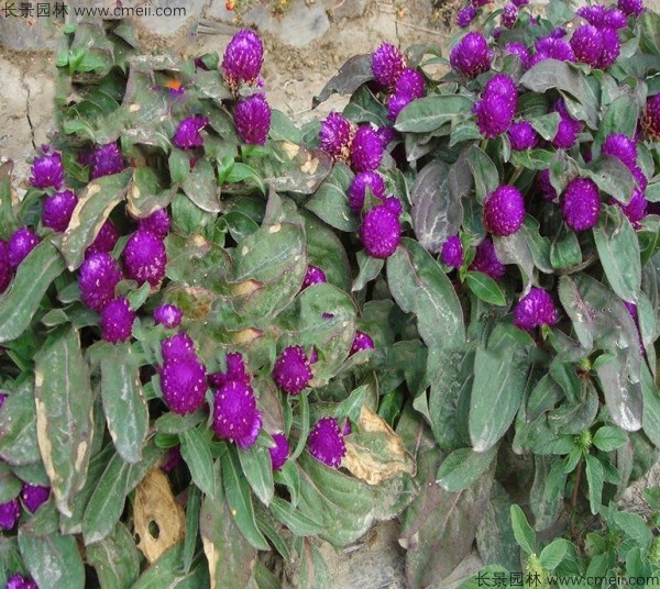 千日紫种子发芽出苗开花图片