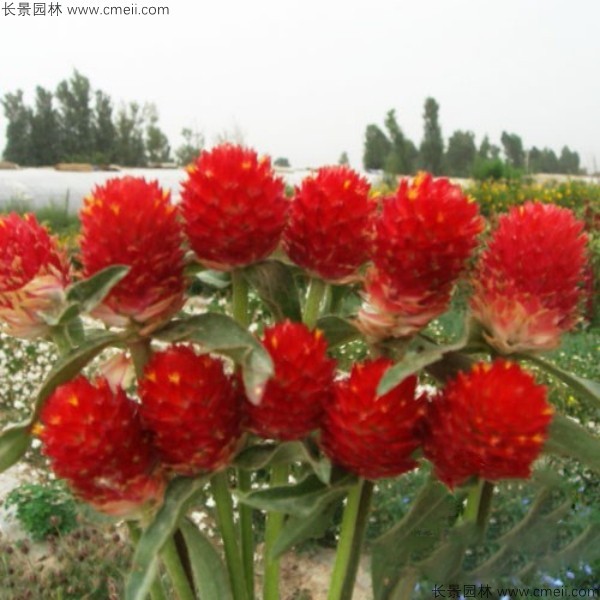 千日红在什么季节开花