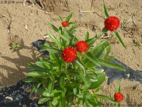 千日红是宿根花卉吗，千日红