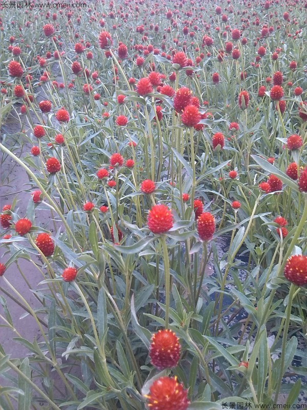 千日红种子发芽出苗开花图片