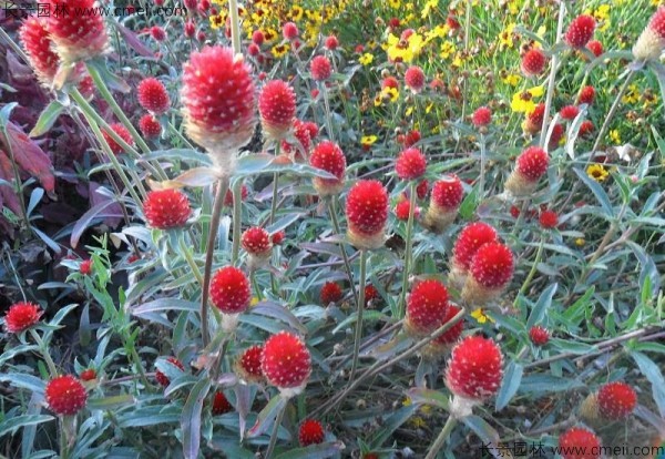 千日红什么季节开花，千日红