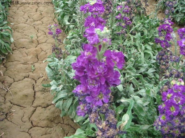紫罗兰种子发芽出苗开花图片