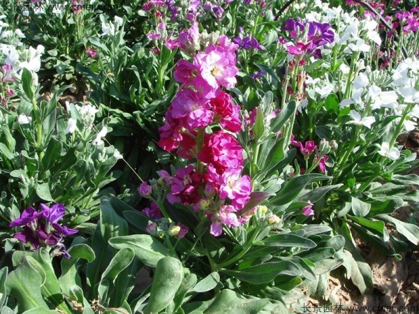 紫罗兰种子发芽出苗开花图片