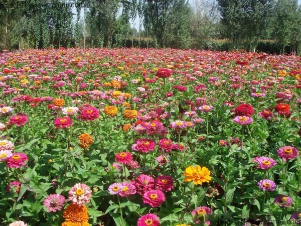 百日草种子发芽出苗开花图片