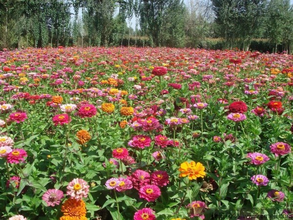 百日草种子发芽出苗开花图片