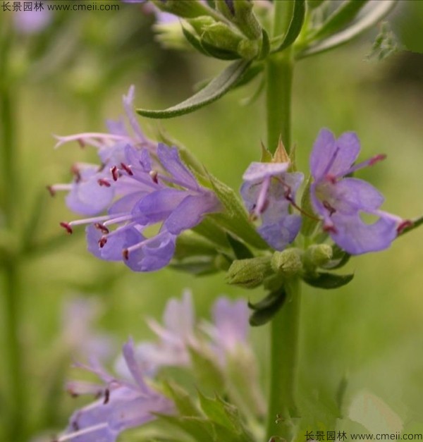 4月可以播种神香草吗