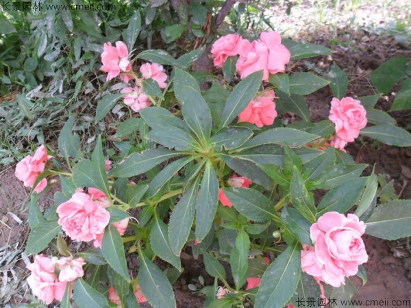 指甲花种子发芽出苗开花图片