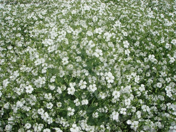 霞草种子发芽出苗开花图片