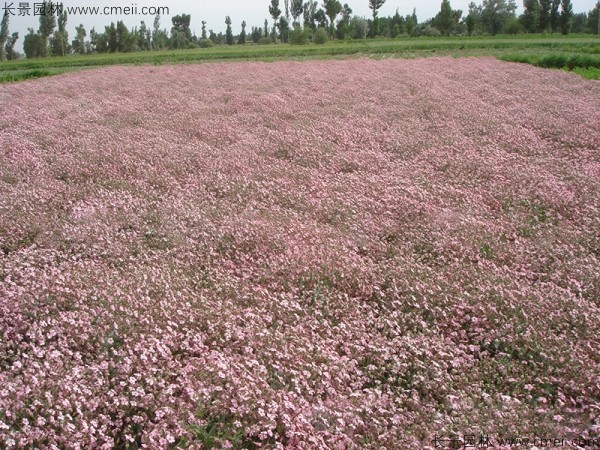 霞草种子发芽出苗开花图片