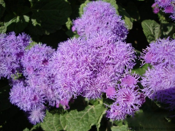 紫花大花藿香蓟种子多少钱一斤