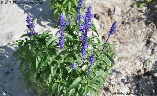 蓝花鼠尾草种子发芽出苗开花图片