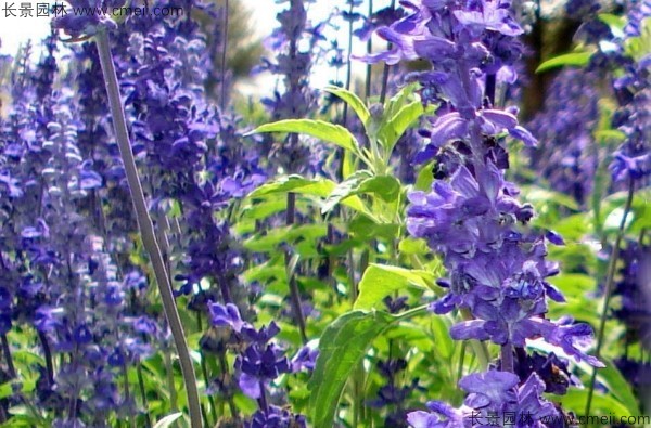 蓝花鼠尾草种子发芽出苗开花图片