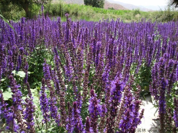 蓝花鼠尾草种子发芽出苗开花图片