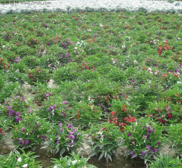 长春花种子发芽出苗开花图片