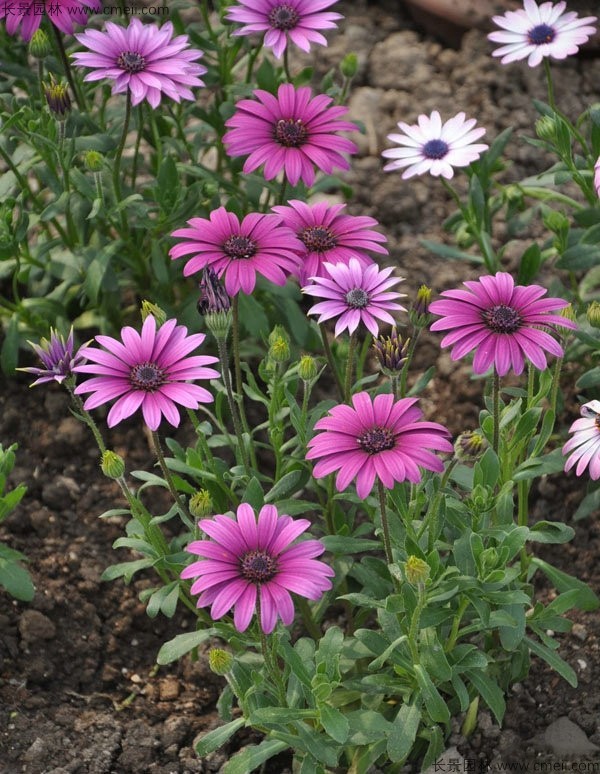 非洲菊种子发芽出苗开花图片