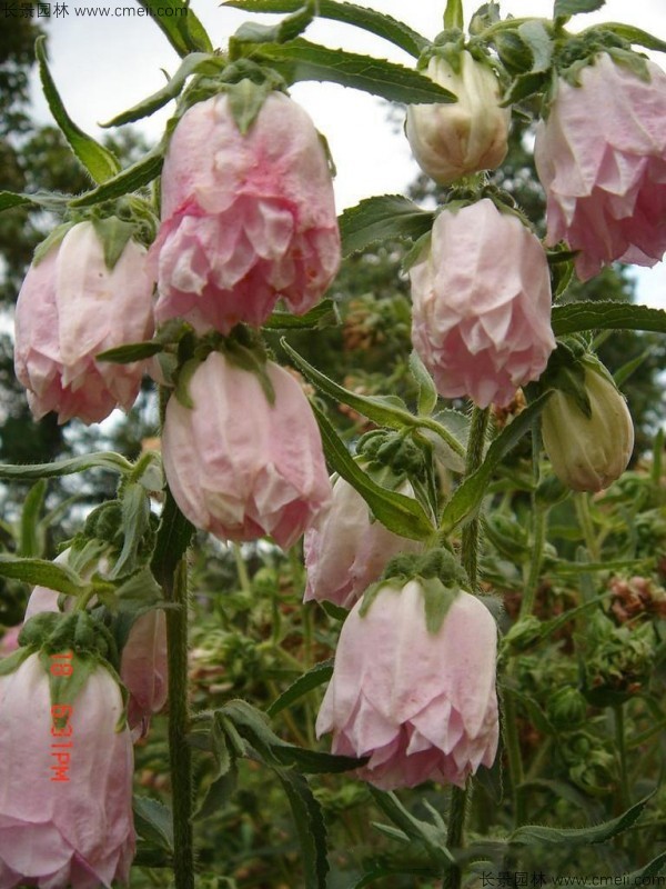 风铃花种子发芽出苗开花图片